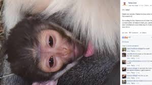 Your source of fortnite information! Tulsa Zoo Announces Birth Of Endangered Diana Monkey Ktul