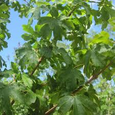 Acer campestre, known as the field maple, is a flowering plant species in the family sapindaceae. Acer Campestre Elsrijk Plants Image Database