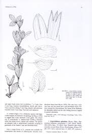 Image result for Argyrolobium tuberosum