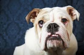 Adcive from our vets on cherry eye in dogs, including symptoms of cherry eye, treatment for cherry eye and how to stop it's important to get cherry eye treated as soon as possible. Symptoms And Treatment Of Cherry Eye In Dogs Lovetoknow