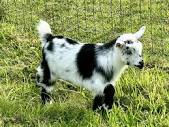 Nigerian Dwarf Goats for sale - farm & garden - by owner - sale ...