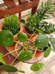 Tempat jual keladi hias atau jual bibit bunga keladi terlengkap yang bisa anda coba adalah penjualan dan pembelian secara online. 9 Penjual Tanaman Online Yang Recommended Untuk Beli Tanaman Hias