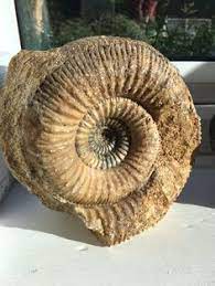 massachusetts state fossil dinosaur tracks dinosaur tracks fossil massachusetts