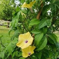 Image result for Ipomoea tuberculata