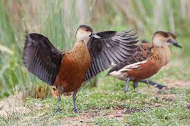 The wandering whistling duck (dendrocygna arcuata) is a species of whistling duck. Wandering Whistling Duck Wikiwand
