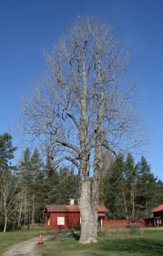 Sie können kommentare für andere nutzer bewerten und zu verlassen. Bilder Von Gemeine Eschen Fraxinus Excelsior In Schweden Monumentale Baume