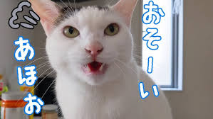 A cat that is uncomfortable unless it is