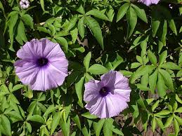 Image result for Ipomoea tenuipes