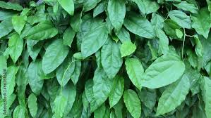 Image result for Tiliacora