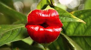 Check spelling or type a new query. Perdalam Wawasan Tentang Flora Lewat Macam Macam Bunga Ini Kepogaul
