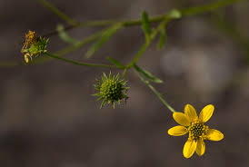 Image result for Calostephane divaricata