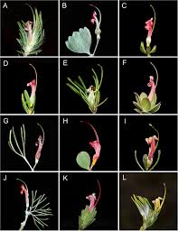 Find over 100+ of the best free bouquet of flowers images. Frontiers Reticulate Evolution Ancient Chloroplast Haplotypes And Rapid Radiation Of The Australian Plant Genus Adenanthos Proteaceae Ecology And Evolution