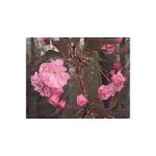 Anyway, the nursery i usually deal with told me that kanzan is better for my area here in ny and that its not true that kanzan is susceptible to pests and. 3 63 Gallon Kwanzan Flowering Cherry Flowering Tree L1023 On Popscreen