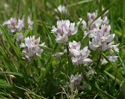 Image result for Polygala capillaris
