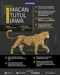 Itu kenapa kandang macan tidak kau kunci hah? tanya sang juragan. Seluk Beluk Macan Tutul Jawa