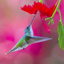 More Hummingbirds Photographed In Alambi Ecuador This Little Guy Was Feeding On A Hibiscus Flour Used My Sony A6 Wildlife Photography Wildlife Hummingbird