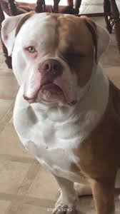This breed wants to please, but sometimes their need to do it their own way interferes with your requests. Family American Bulldog American Bulldog Breeder In Collinsville Illinois