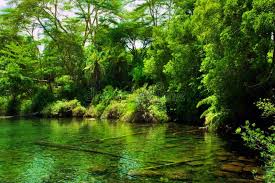 Jungle Bush And Water Spring In Africa Tsavo West Kenya Jungle Green Bush A Sponsored Water Sprin National Parks National Park Photos Nature Images