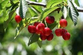 Check spelling or type a new query. Cherry Fruit Drop Reasons For A Cherry Tree Dropping Fruit
