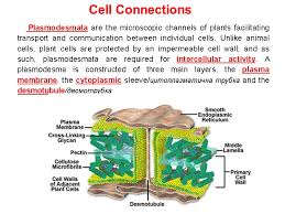 Unlike animal cells plant cell. Plant Biology In E N G L I