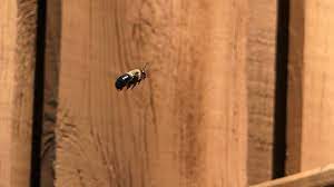An opening around a light, faucet or electrical meter; Spring Brings Carpenter Bees New Threats To Homes Wbir Com