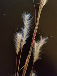 Image result for Andropogon