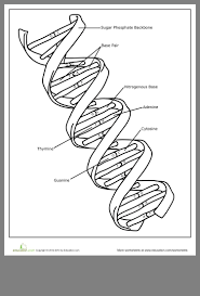 Pin By Anca On Biology Teaching Biology Dna Worksheet Life Science