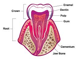 Your Teeth For Kids Nemours Kidshealth