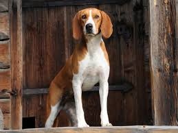 hygenhund sobaki
