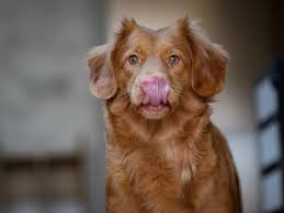 Feeding Dog Raw Diet On A Budget Facts And Figures Dogs Dog Paw Protection Pets