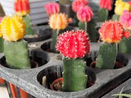 Ruby ball cactus (gymnocalycium mihanovicii friedrichii 'rubra'). The Best 25 Plants For The Office Fairygodboss