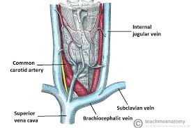 Therapeutic applications in the management of advanced head and neck cancers. Venous Drainage Of The Head And Neck Dural Sinuses Teachmeanatomy