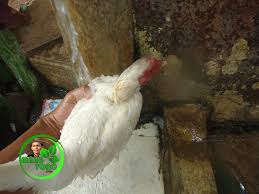 Ayam sekali bertelur berapa butir. Cara Agar Induk Ayam Betina Bertelur Kembali