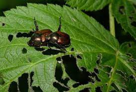 The beetle has one of the toughest exoskeletons of. How To Get Rid Of Beetles In Your Home Yard 2021 Guide