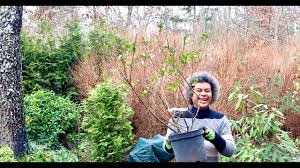 Aquifolium) usually gets enough pollen from american holly but 'gold coast' is a male form. Ilex Meserveae Blue Prince Holly Planting Youtube