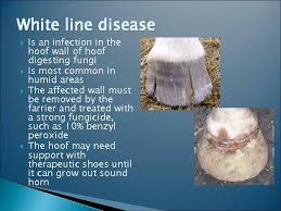 Horse Foot Problems And Solution White Line