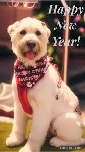 ❤️ I'm wishing everyone here a Happy New Year 🥳🥂🍾🎉✨️❤️. And a Happy New  Year to Jamie, Sarah, Luke, Granny, Bill and Nook and Dexter 🥳🎉✨️❤️