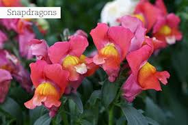 Image result for Plectranthus chimanimanensis