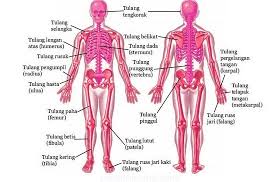 12 Sistem Anatomi Tubuh Manusia Gambar Penjelasan Fungsi