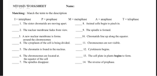 Maybe you would like to learn more about one of these? Mitosis Worksheet Name Matching Match The Term To Chegg Com
