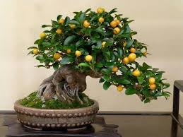 Ever seen an almonda bonsai tree in it's full glory? Bonsai Fruit Tree Pics