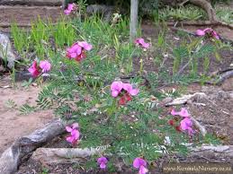 Image result for Tephrosia multijuga