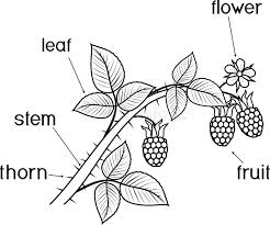 Coloring pages >> fruit >> raspberry >> page 1. Coloring Page Parts Of Plant Morphology Of Raspberry Branch With Berries Leaves Flower And Titles Stock Vector Illustration Of Black Flowering 140788459