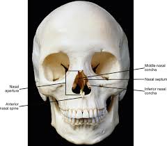 Anatomynote.com found oral cavity anterior view and lateral view from plenty of anatomical pictures on the internet. 27 Nose Nasal Cavity And Paranasal Sinuses Pocket Dentistry