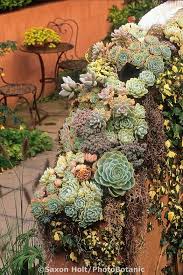 Holt 857 09 Tif Photobotanic Stock Photography Garden Library Succulent Wall Garden Succulents Succulents Garden