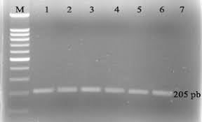 Un gel de agaroză turnat în tavă, pentru a fi utilizat pentru electroforeza pe gel. Optimizarea Protocoalelor Pcr Pentru Genele Mitocondriale Arnr 16s Arnr 12s Si Arnt