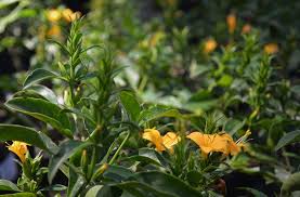 Image result for Barleria spinulosa