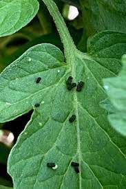 We did not find results for: Battling Hornworms How To Find Hornworms Before They Destroy Plants