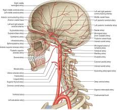 Learn about veins arteries head neck with free interactive flashcards. Head And Neck Overview And Surface Anatomy Basicmedical Key