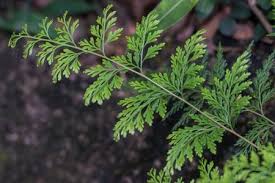 Image result for Odontosoria africana